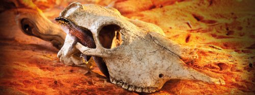 Exo Terra Buffalo Skull Terrarium D - Image 3