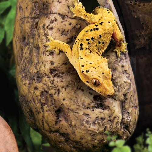 Exo Terra Hiding Cave - Image 3