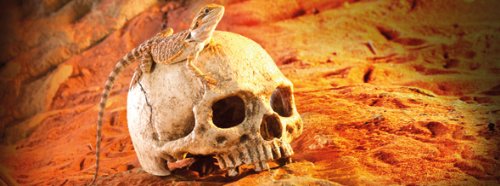 Exo Terra Primate Skull Terrarium D - Image 3